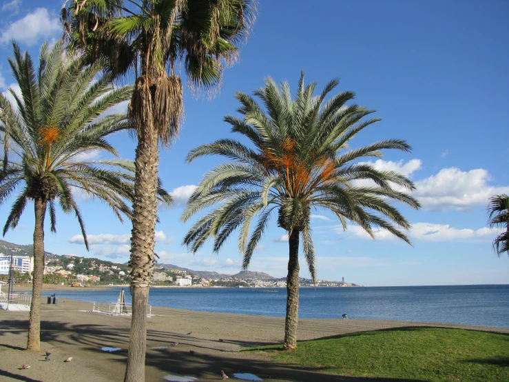 a couple of palm trees sitting on top of a beach