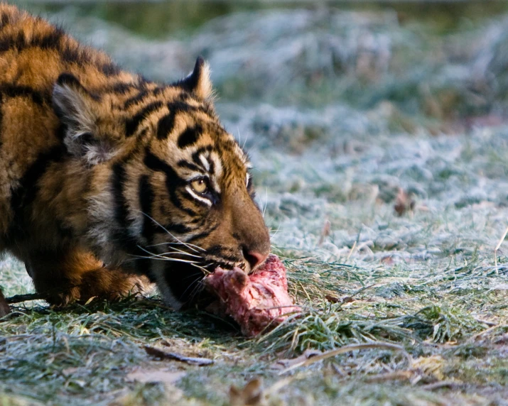the tiger is eating the carcass left behind