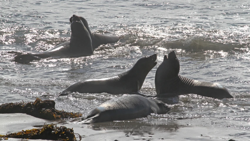 several different types of animals are in the water