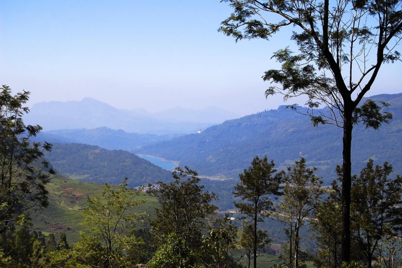 a mountain landscape from below the trees