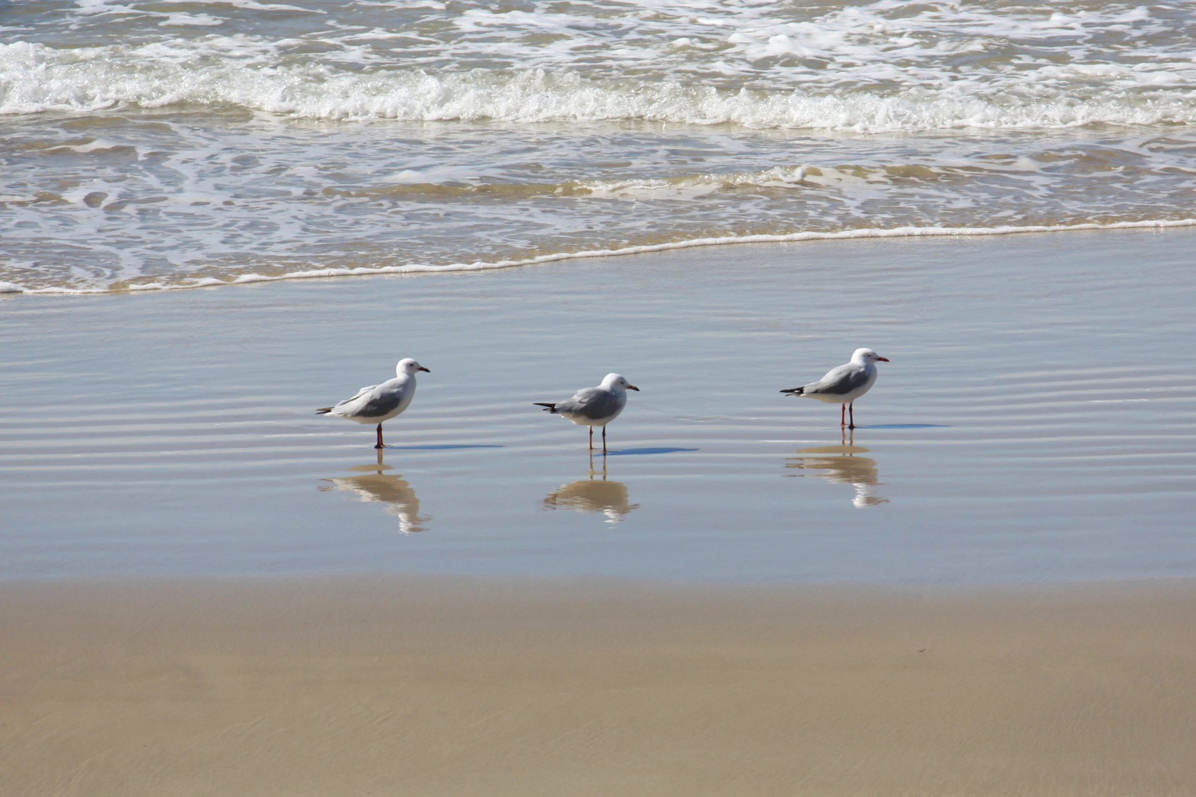 three seagulls standing in shallow water on the beach