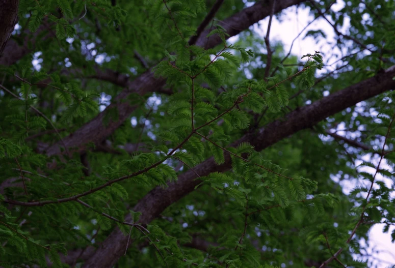 a clock and leaves are seen from below