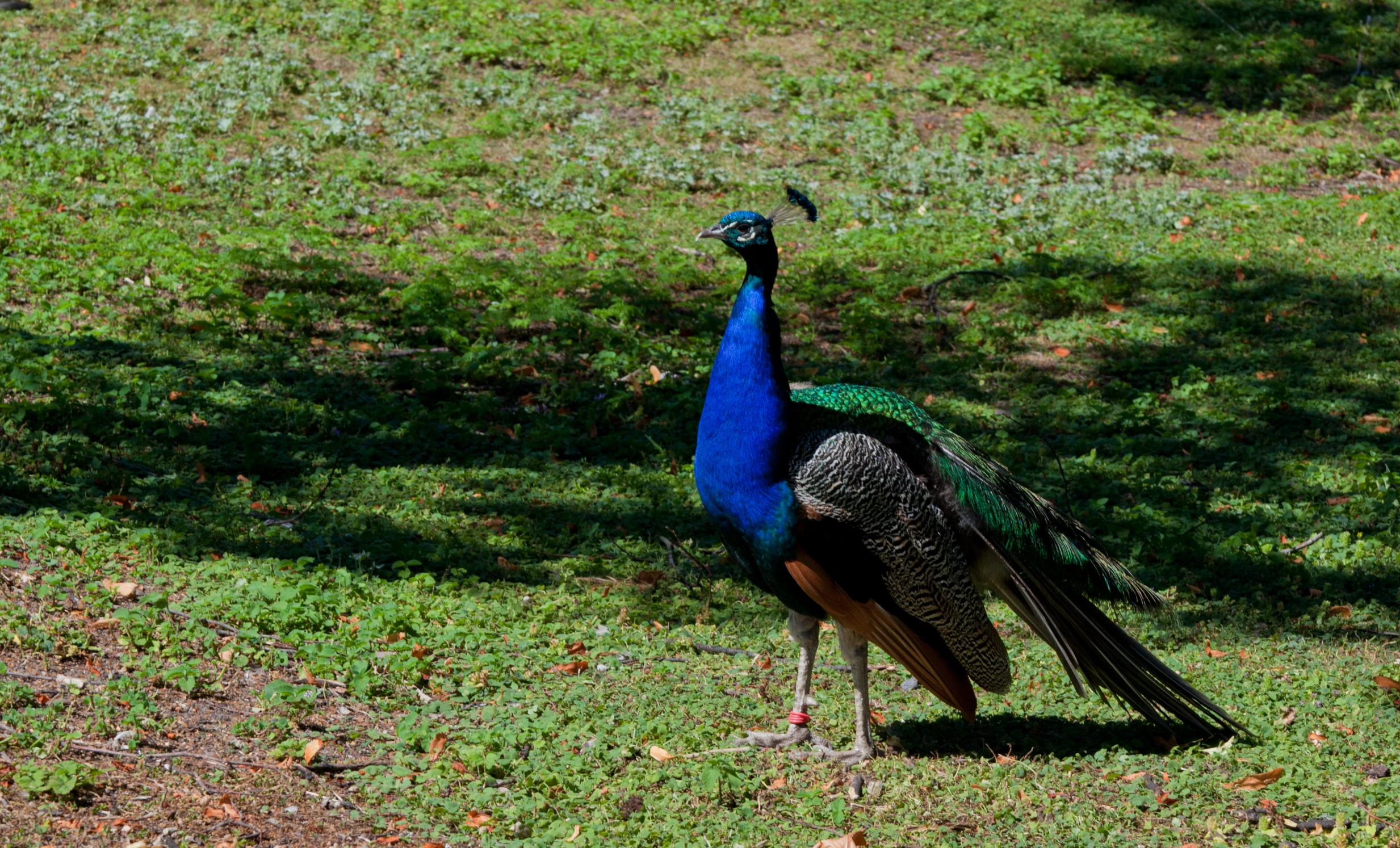 the peacock is displaying his tail feathers