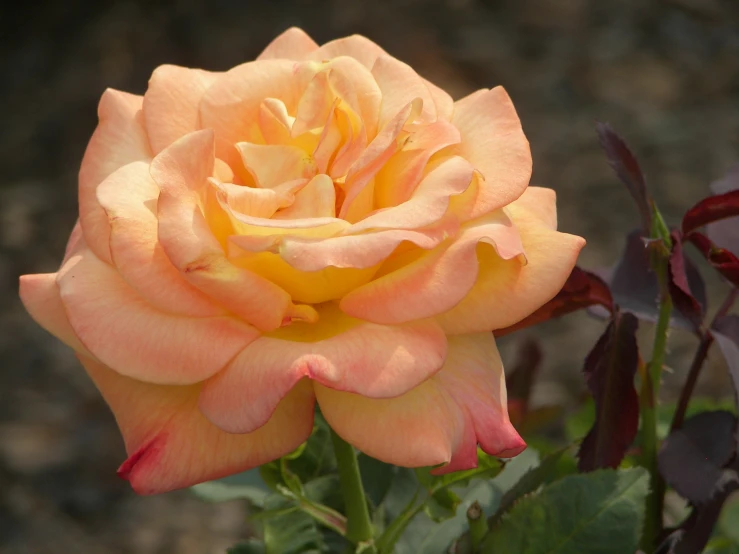 an orange rose with red stems is in bloom