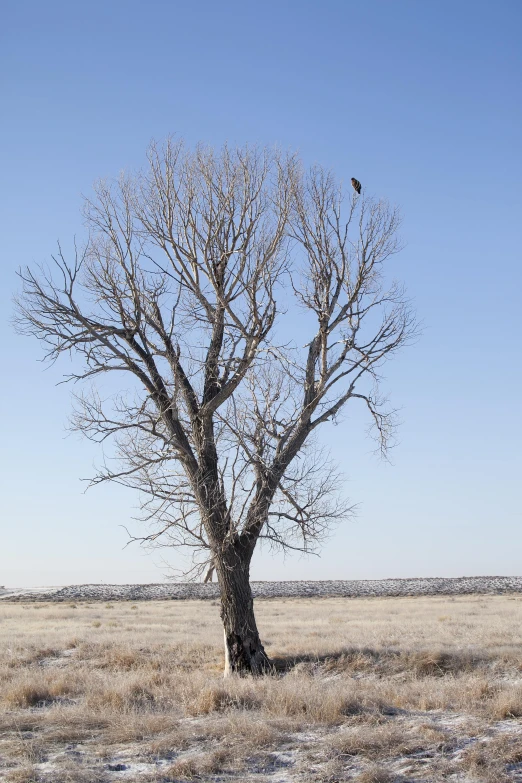 the lone bird is perched on the bare tree