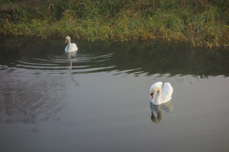 two white swans floating on top of a lake