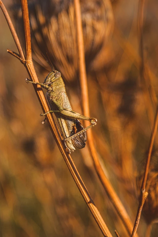 a very cute small bug by some skinny brown plants