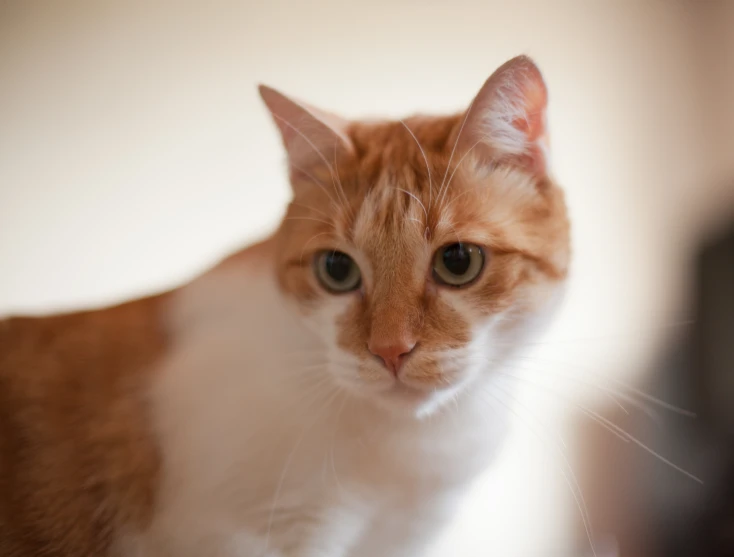 an orange and white cat standing in front of a camera