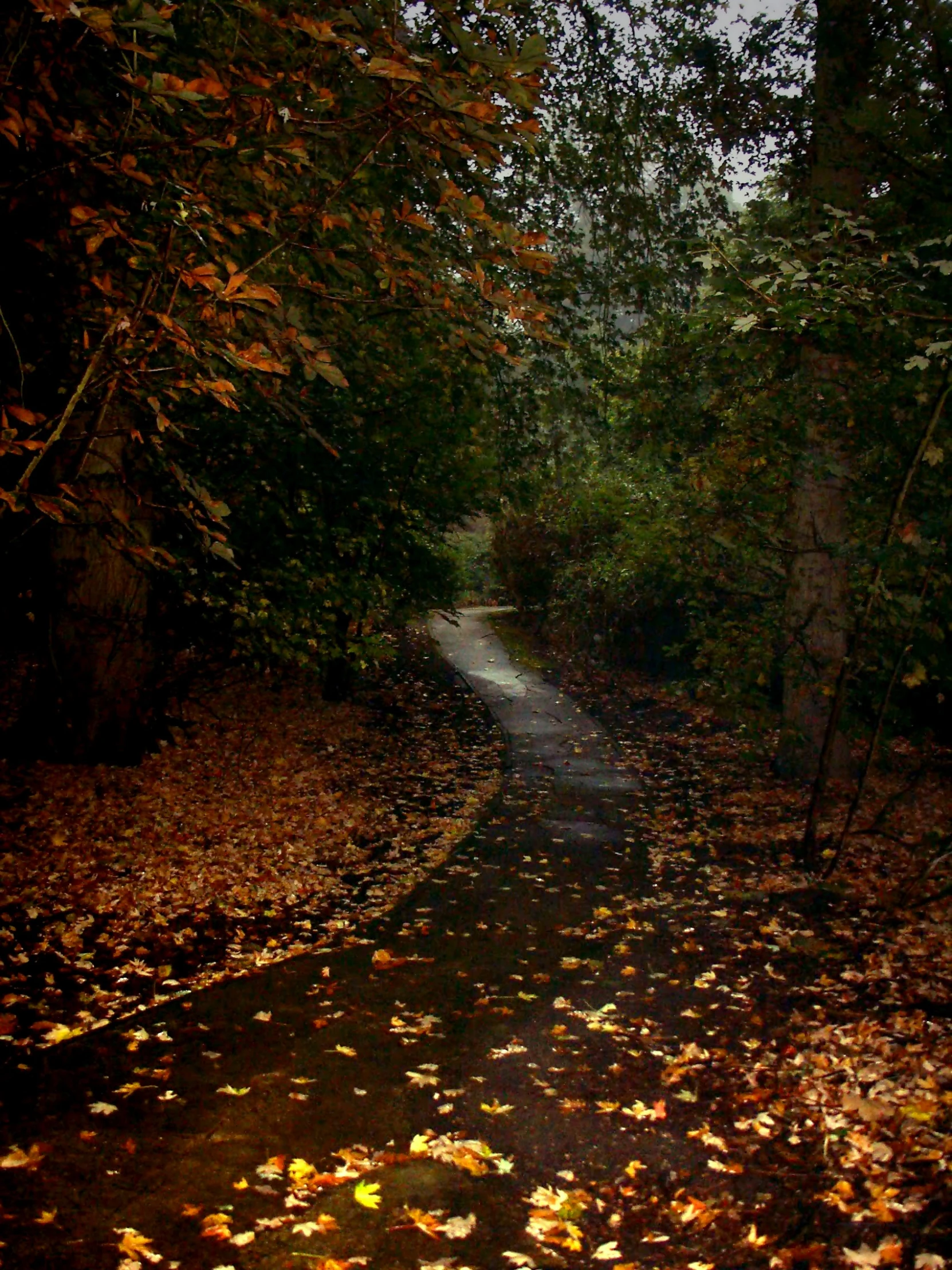 this is a road with leaves on the ground