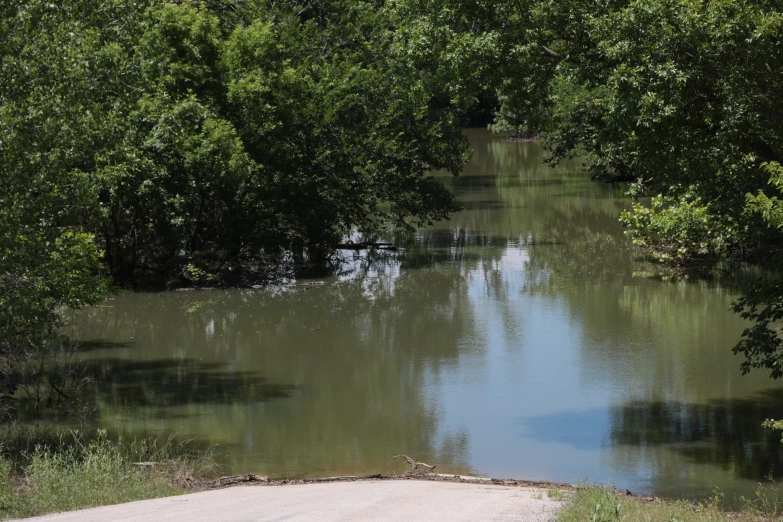 a river with a lot of water next to green trees