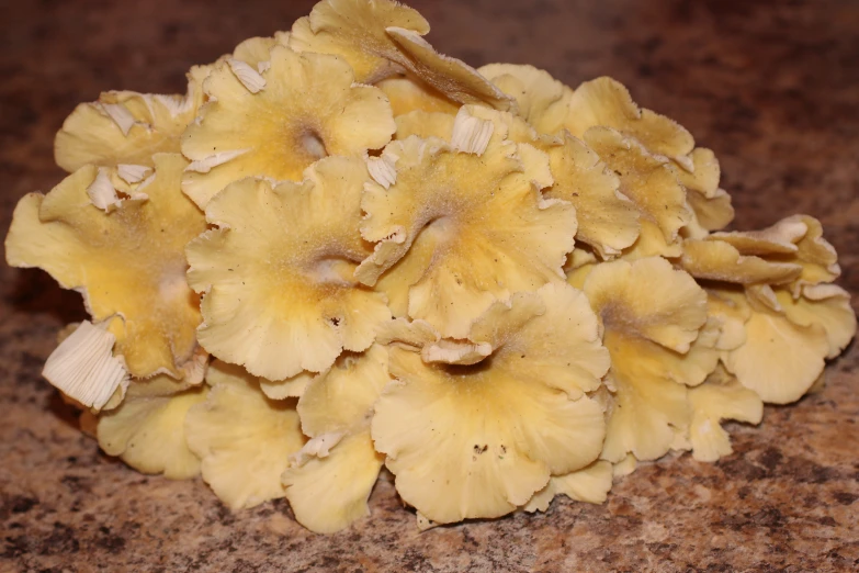 mushrooms growing on a granite countertop top