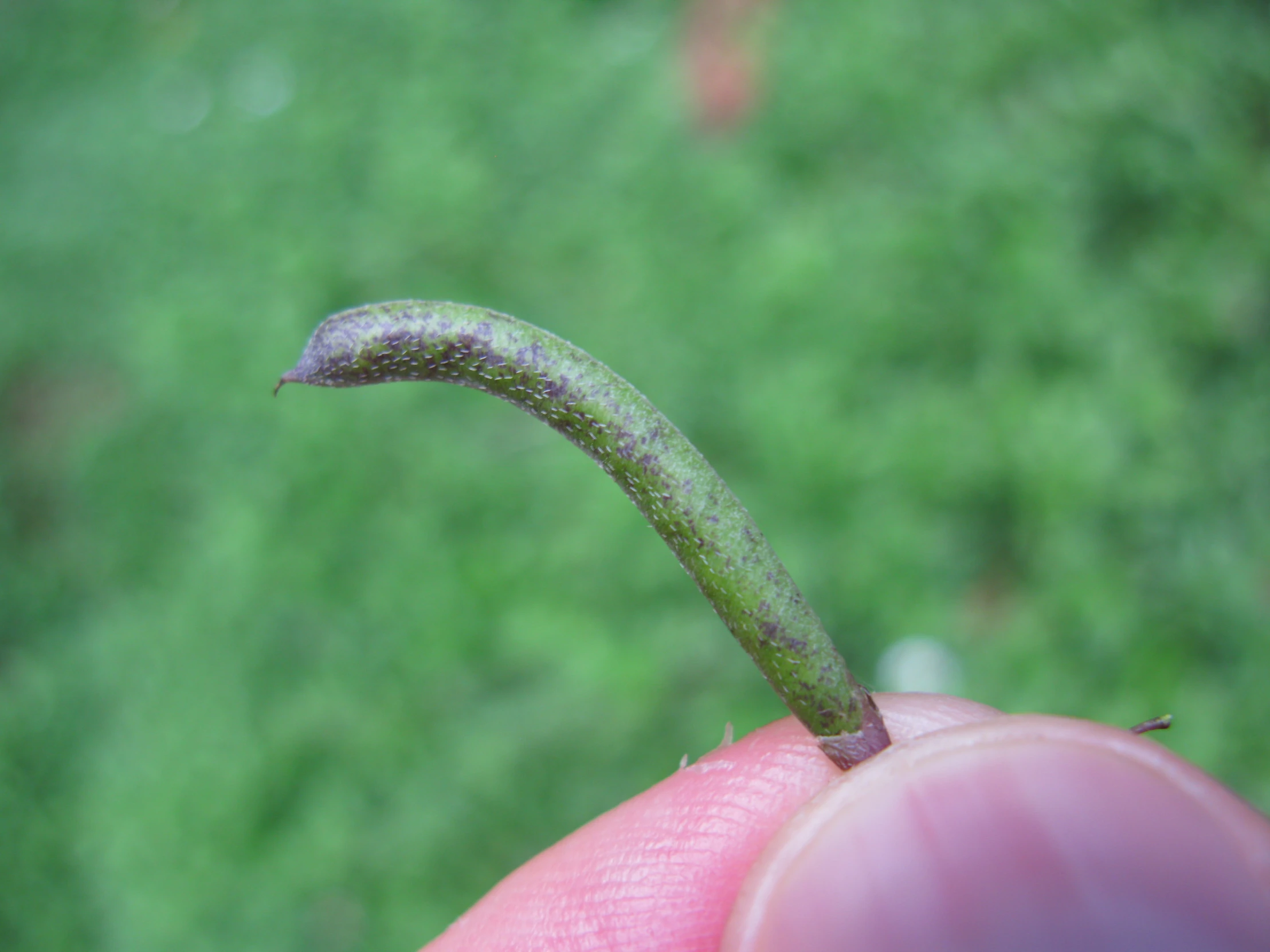 a green slim object that is hanging off of a person's finger