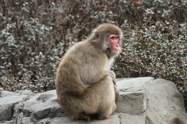 a small monkey sitting on a rock looking around