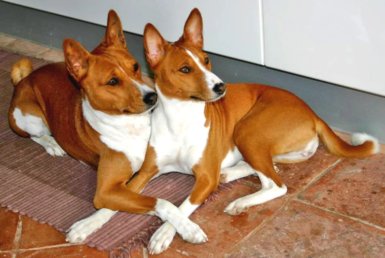 two dogs lying on the floor next to each other