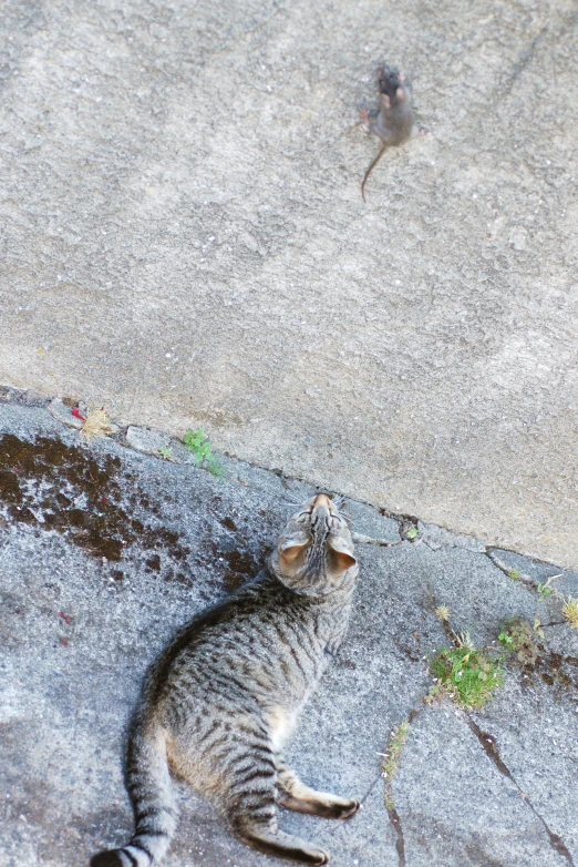 a cat standing on its hind legs and looking up at a bird