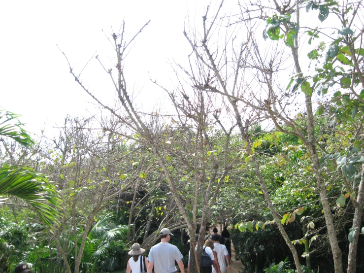 people walking down the pathway lined with trees and bushes