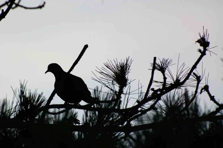 the bird sits on the nch of the pine tree