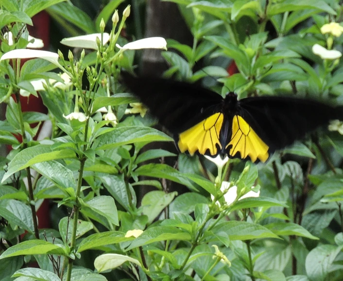 the erfly is yellow and black on the leafy plant