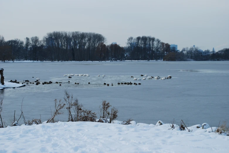 ducks are swimming on the water in a frozen lake