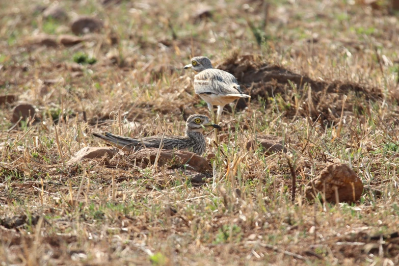 two small birds standing next to each other on the ground