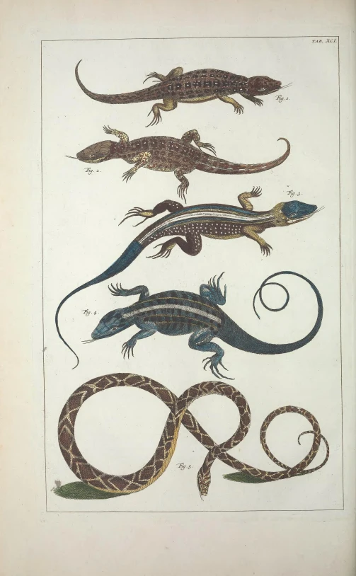 an old fashioned illustration of a lizard and other small things