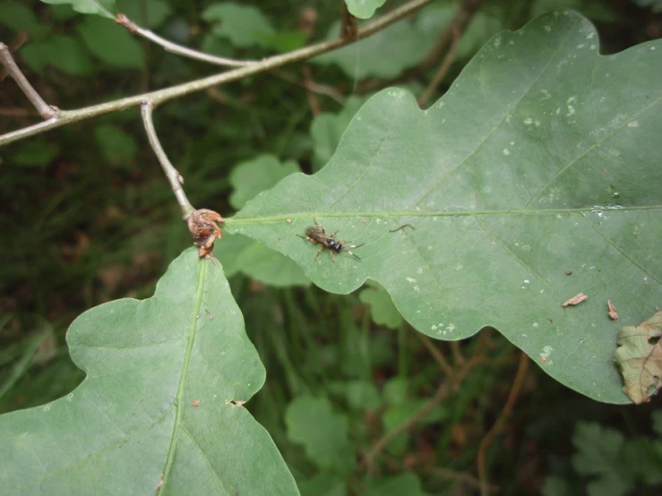 two insects sitting on a tree nch next to leaves