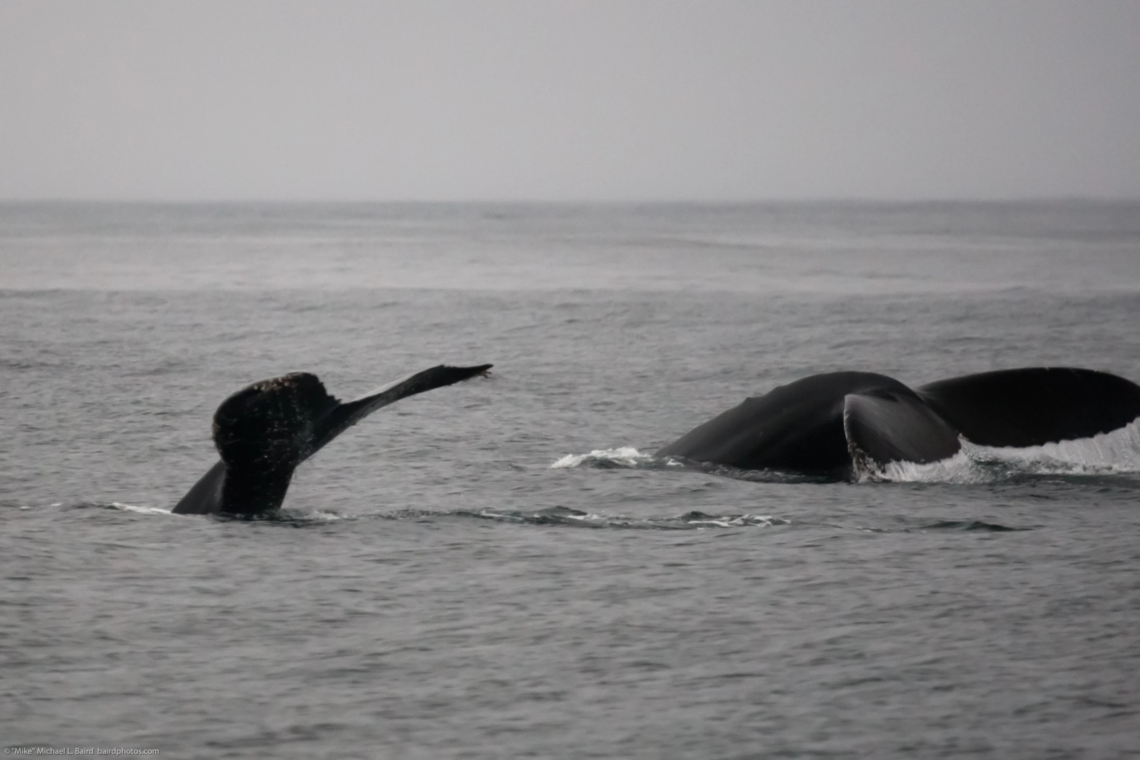 a large black whale is eating a fish in the ocean