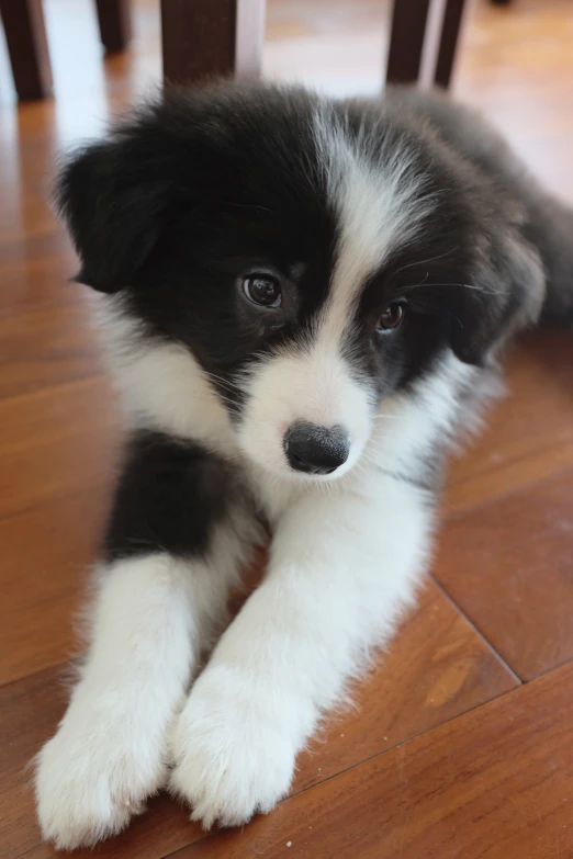 a close up of a dog laying on top of a wooden floor