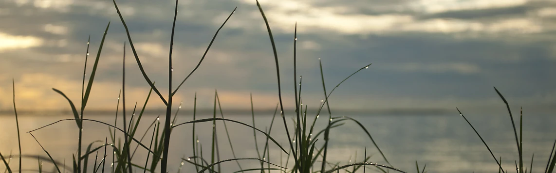 water is reflecting light on a lake with grass