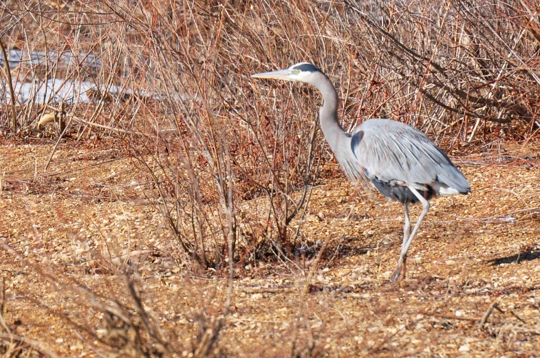 large bird walking through dry brush near a body of water