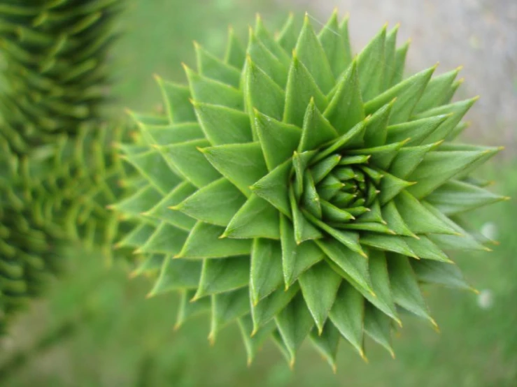 green leaves that are looking like they have been dying