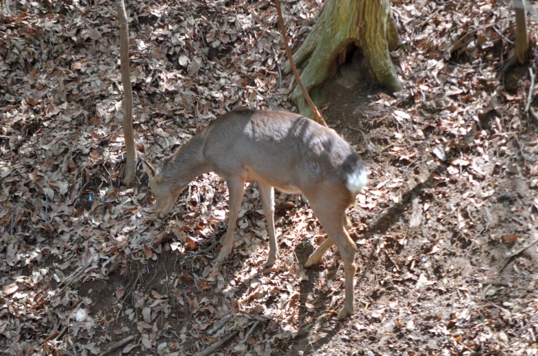 an animal grazing in the woods on dry leaves