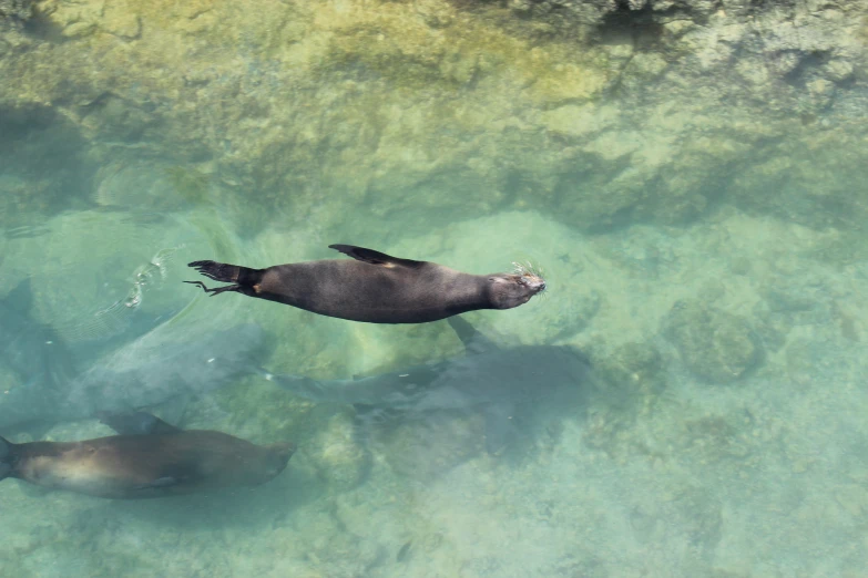some sea lions swimming in the clear blue water