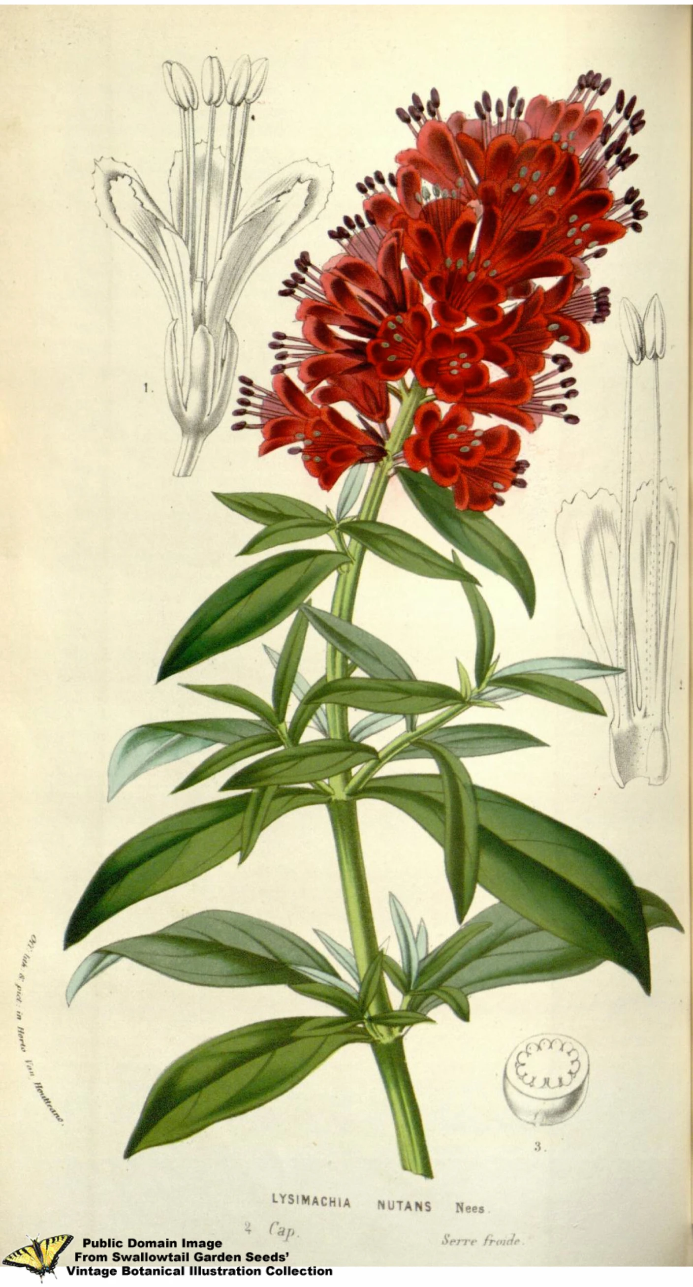 red flowers are seen on this drawing