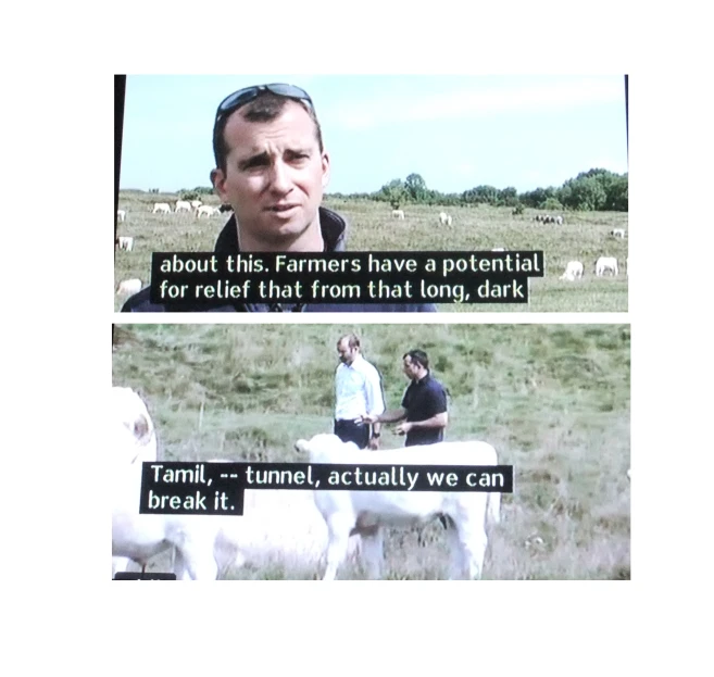 two panel pos show two men standing beside cows and one of them is telling them that animals have a food tray under their ankles