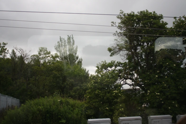 trees on the other side of a road on a rainy day