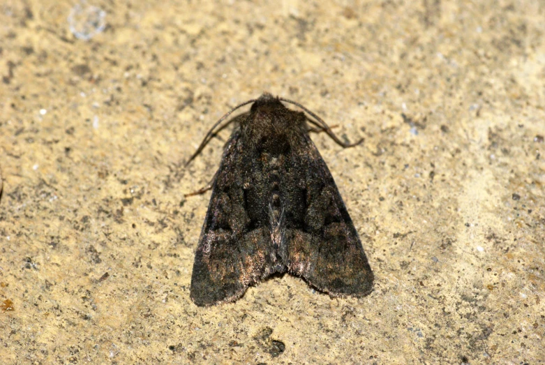 a brown moth with long antennae is sitting on the ground
