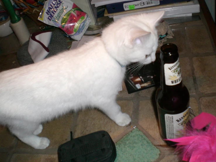 a cat is standing near a beer on the floor