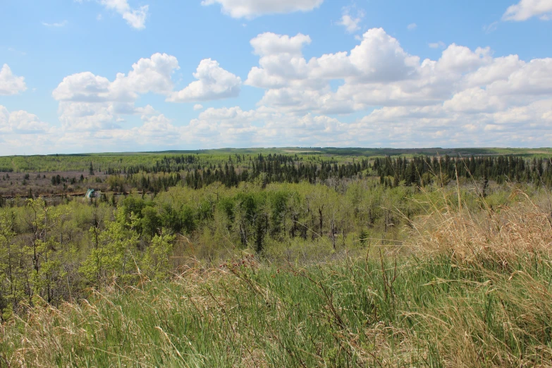 many trees and bushes are in a forest