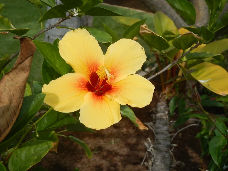 a flower that has yellow and red petals