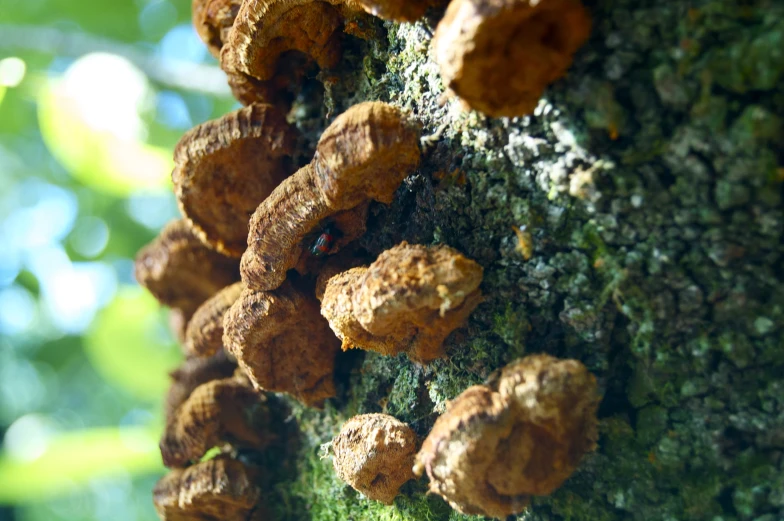 mushrooms growing on the side of a tree