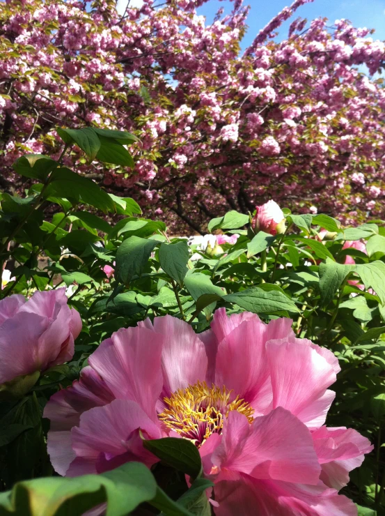 flowers are growing in a planter filled with leaves and pinkish flowers