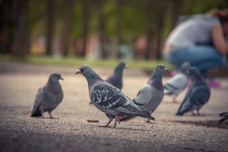 birds standing in a circle next to a persons leg