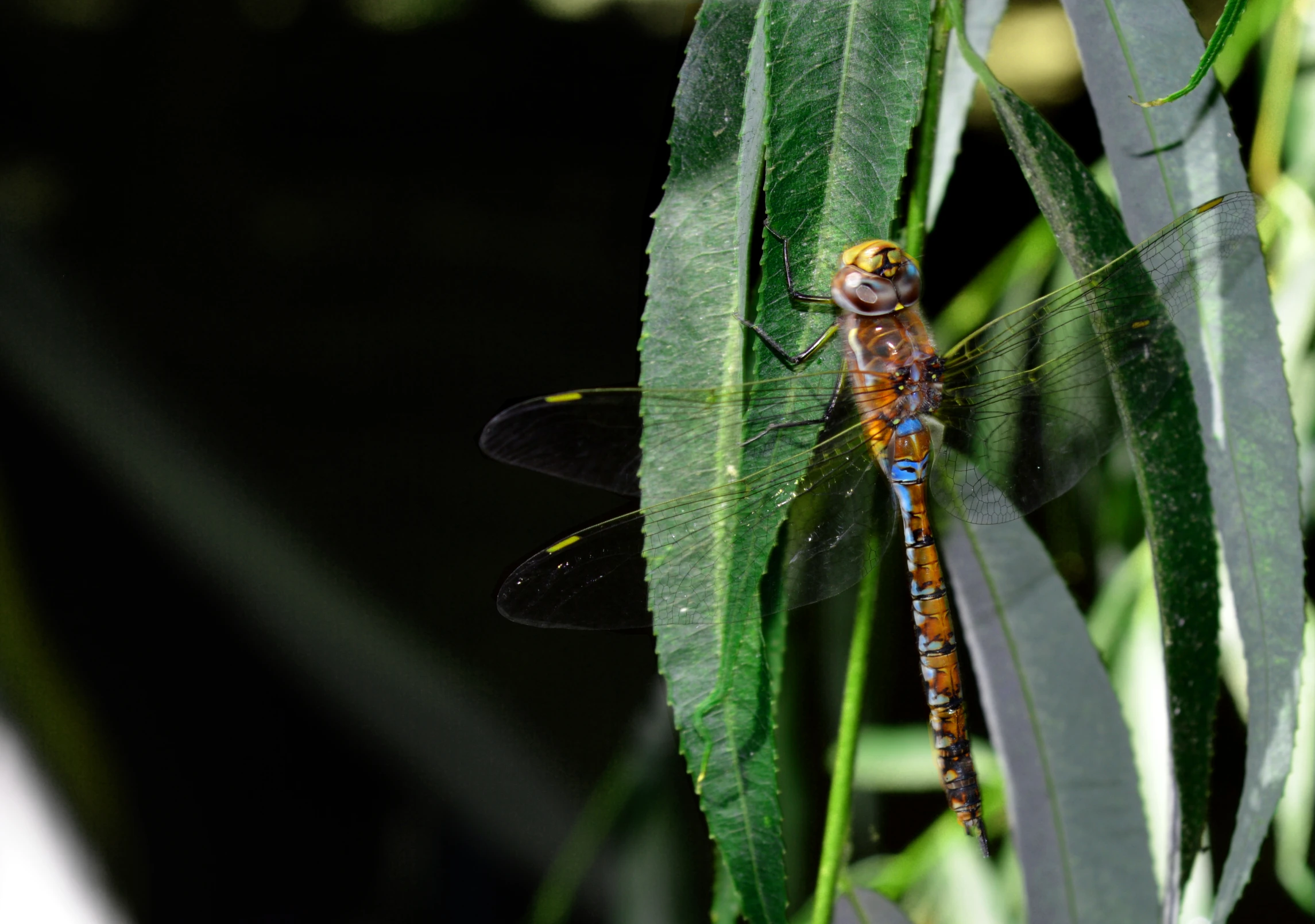 a close - up of a colorful dragon fly perched on top of a green leaf