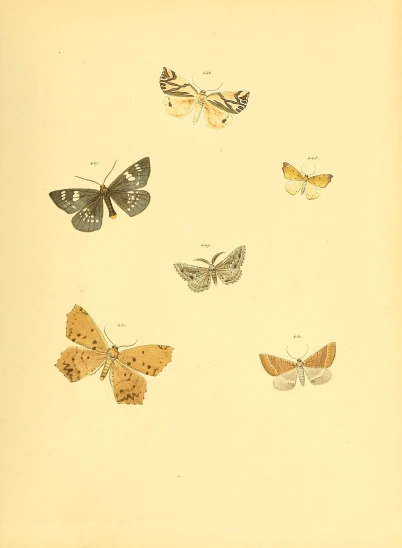 four different kinds of moths on a sheet