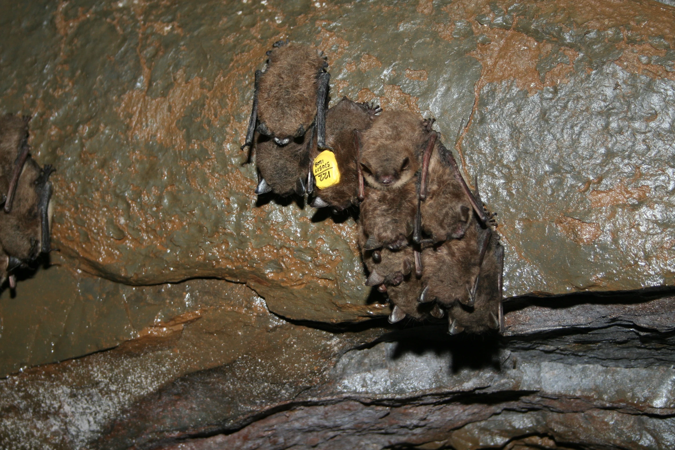 three bats hang from a rock in an enclosure