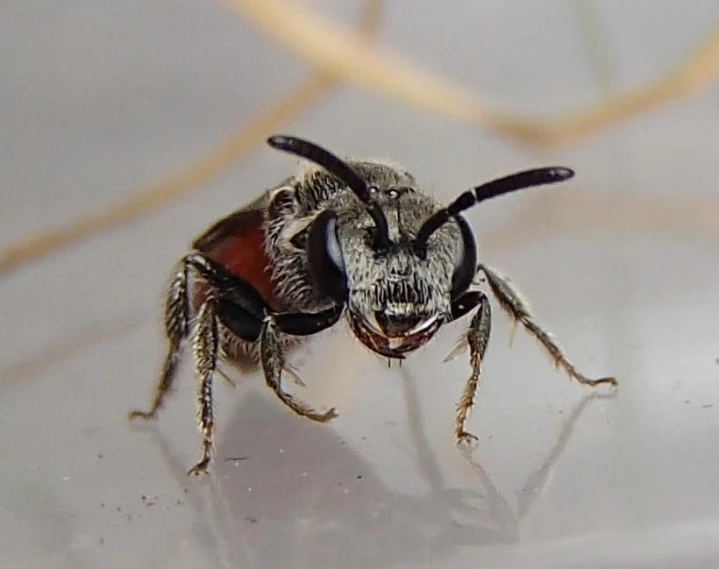 a large, hairy insect sitting on top of a table