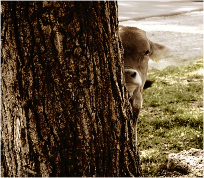 a cow hiding its head in the tree