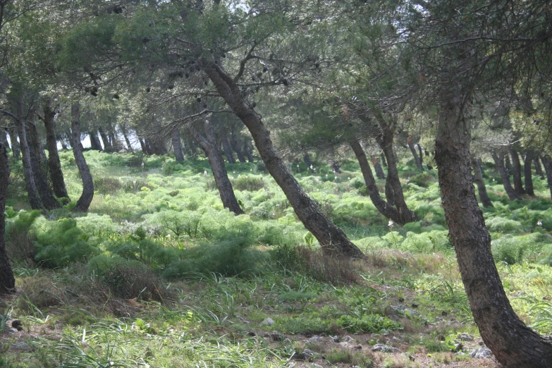 some trees and grass with many different shapes and sizes