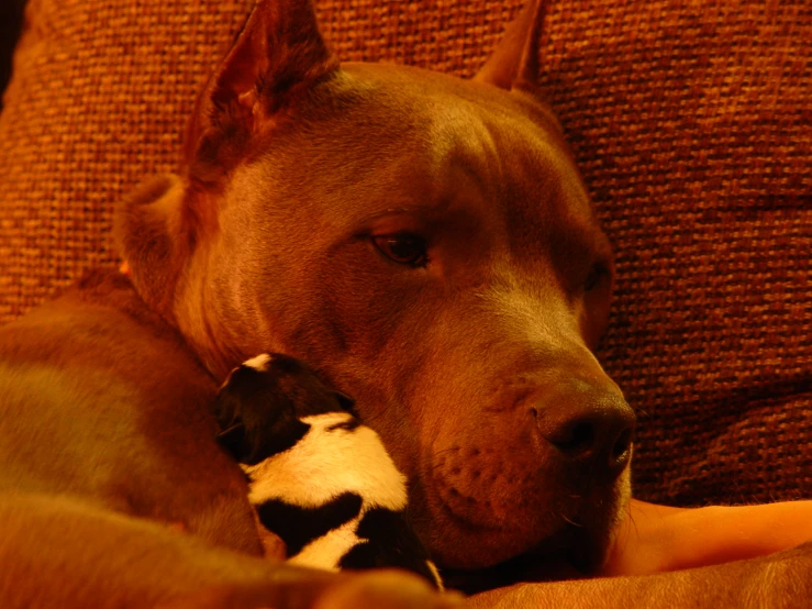 a dog with it's head resting on its owner's shoulder